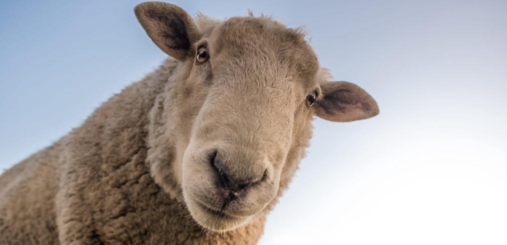 Rode vlaggen bij vacatureteksten: schaap met 5 poten