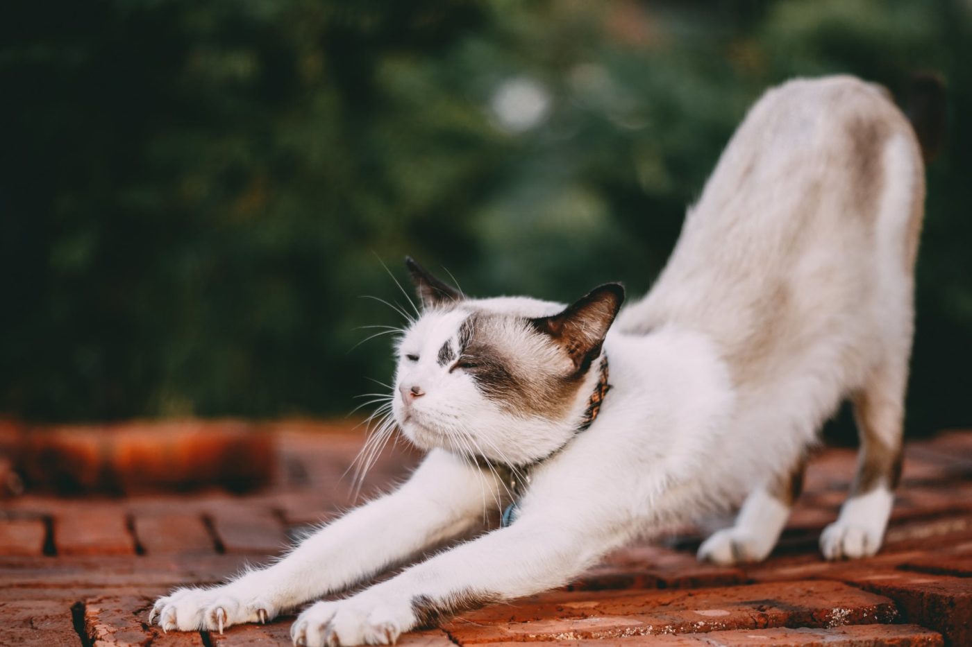 Lichamelijke klachten voorkomen - kat die stretcht